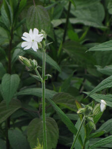 In The News: Russian Scientists Revive 30,000-Year-Old Narrow-Leafed White Campion